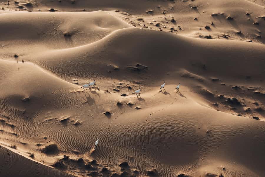 Dubai: Hot Air Balloon Ride with Camel Ride & Falcon Show - Bedouin-style buffet breakfast: what to eat and why it hits right