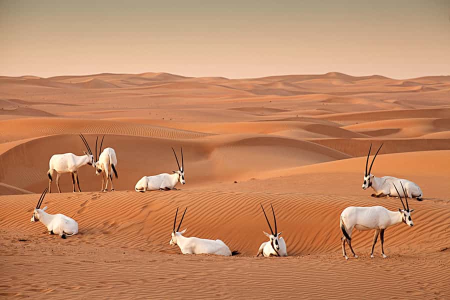Dubai: Hot Air Balloon with Camel, ATV, & Horse Ride Options - The itinerary stops, what each one is doing for you