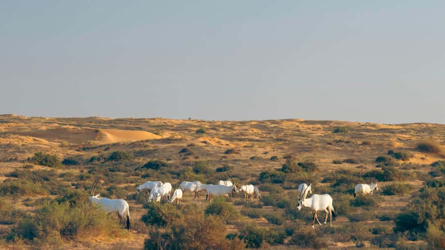Dubai: Luxury Safari with Michelin-Curated 5-Course Dinner - Falconry at Sunset, Canapés, and the Timing You Should Expect