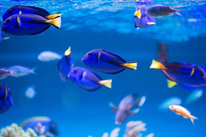 Dubai Mall Aquarium & Underwater Zoo with Penguin Cove Tickets - Underwater Tunnel and Underwater Zoo Areas: Where the Time Goes