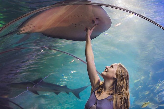 Dubai Mall Aquarium & Underwater Zoo with Penguin Cove Tickets - Meet the Big Names: Crocodile, Sharks, Rays, Penguins, and Tropical Fish