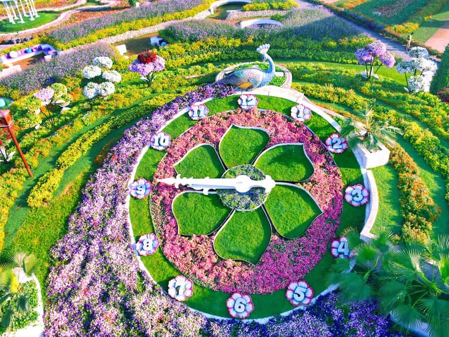Dubai: Miracle Garden Entry Ticket with Hotel Transfer - Miracle Garden Entry With Hotel Transfer: What You Get for $57