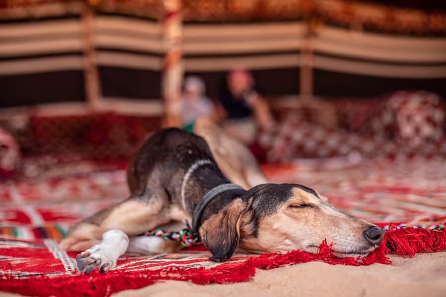 Dubai: Morning Bedouin Culture Safari, Traditional breakfast - Nature drive in a vintage Land Rover, plus the conservation angle