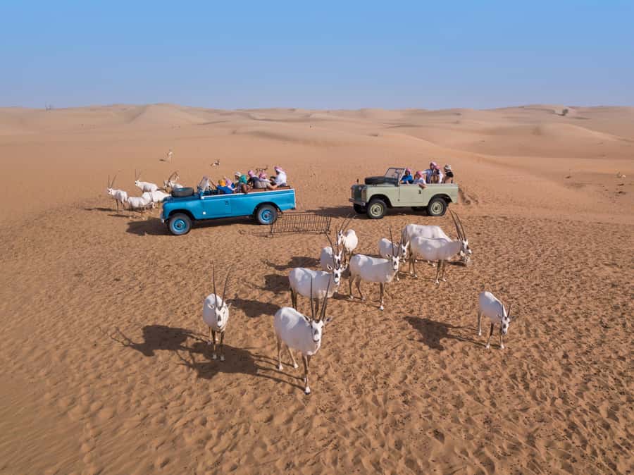 Dubai: Morning Bedouin Culture Safari, Traditional breakfast - From hotel pickup to the Dubai Desert Conservation Reserve