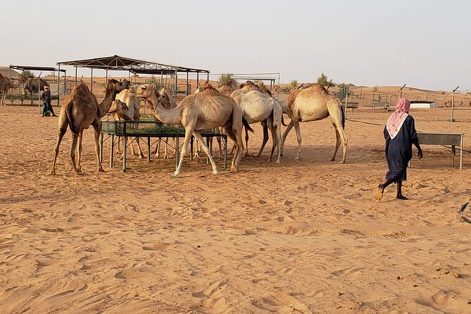 Dubai: Morning Desert Safari with Camel Ride & Sandboarding - Sandboarding for 15 minutes: short session, big payoff