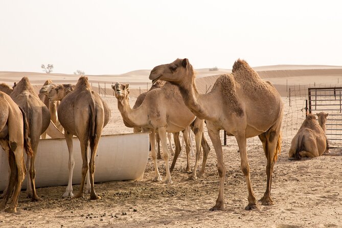 Dubai: Morning Desert Safari with Camel Ride & Sandboarding - Gahwa, dates, and light refreshments: food that fits the desert rhythm