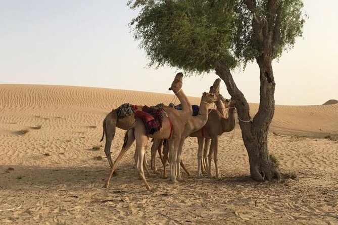 Dubai: Morning Desert Safari with Camel Ride & Sandboarding - Getting from your hotel to Lahbab Desert without the hassle
