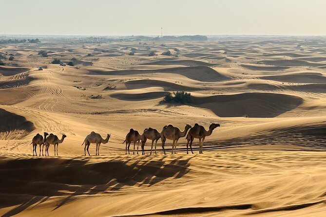 Dubai Morning Evening Desert Safari,Sand boarding and Camel ride - Optional Quad Bike or ATV Thrills, The Add-On Choice