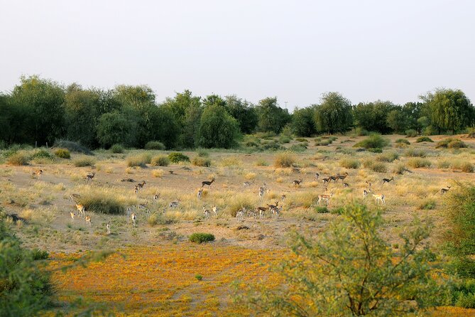 Dubai: Morning Safari by Vintage G Class & Al Marmoom Experience - Bedouin Village Welcome: Coffee, Dates, Luqaimat, and Falcon Photos