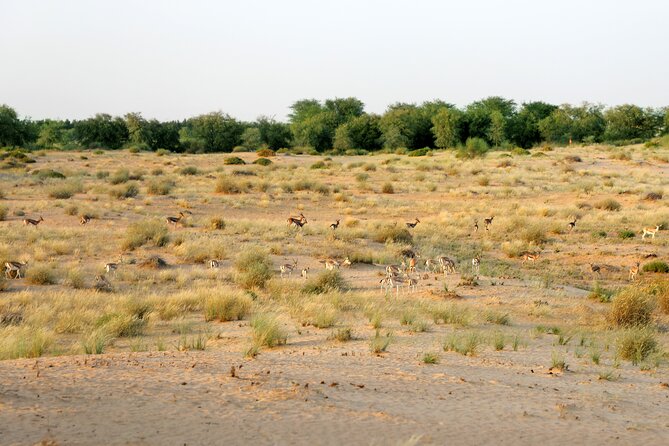 Dubai: Morning Safari by Vintage G Class & Al Marmoom Experience - Camel Caravan in the Dunes, Plus a Midday Photo Moment