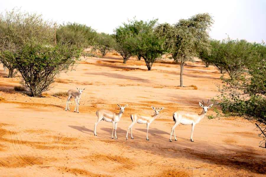 Dubai: Overnight Safari with Luxury Dome Stay & Stargazing - Who should book, and who should skip this overnight dome safari