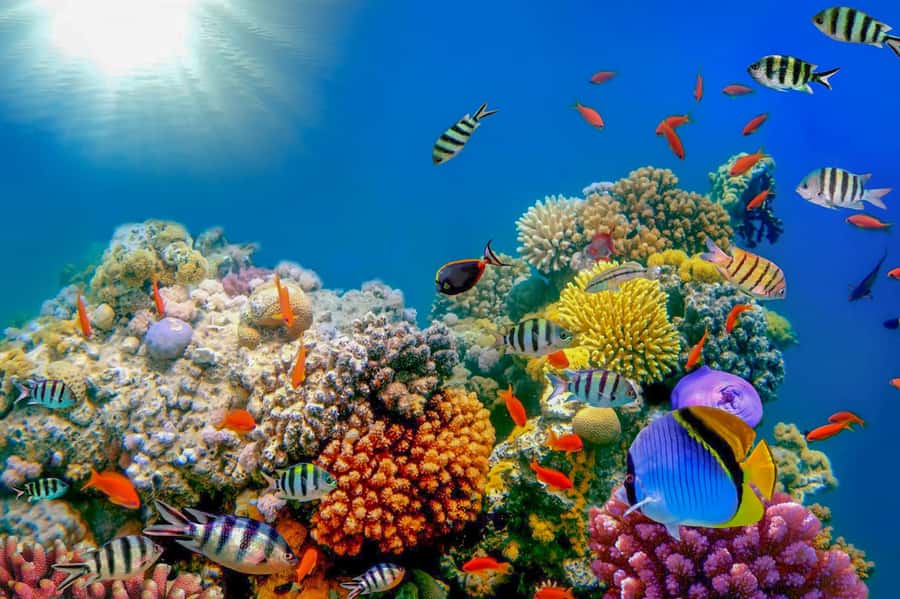 Dubai: PADI Open Water 18-Meter Diving Certification - The 9 training sessions: 5 confined and 4 open water