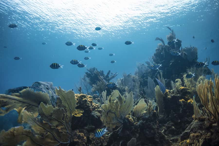 Dubai: PADI Open Water 18-Meter Diving Certification - What to bring, what your days feel like, and how to schedule