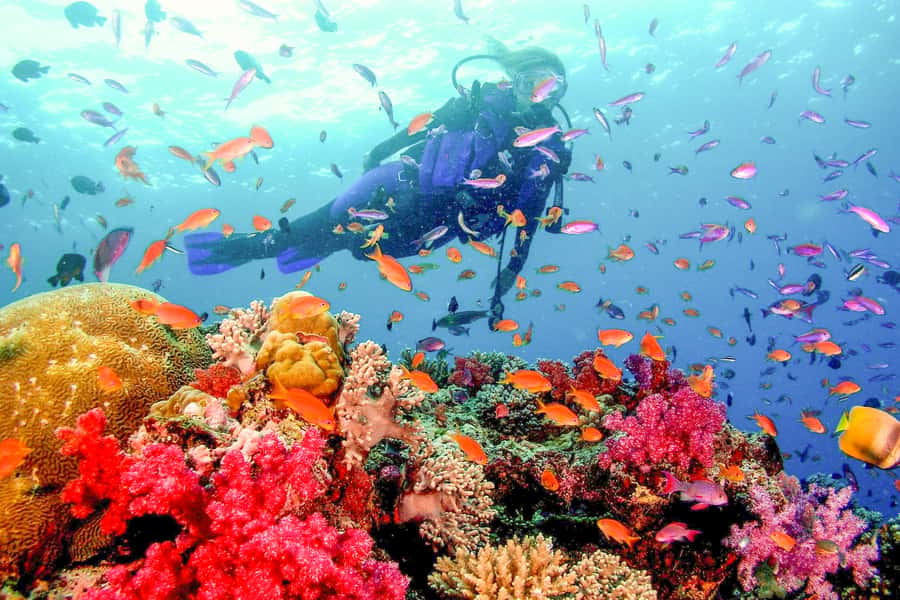 Dubai: PADI Open Water 18-Meter Diving Certification - Confined water skills are where you build confidence