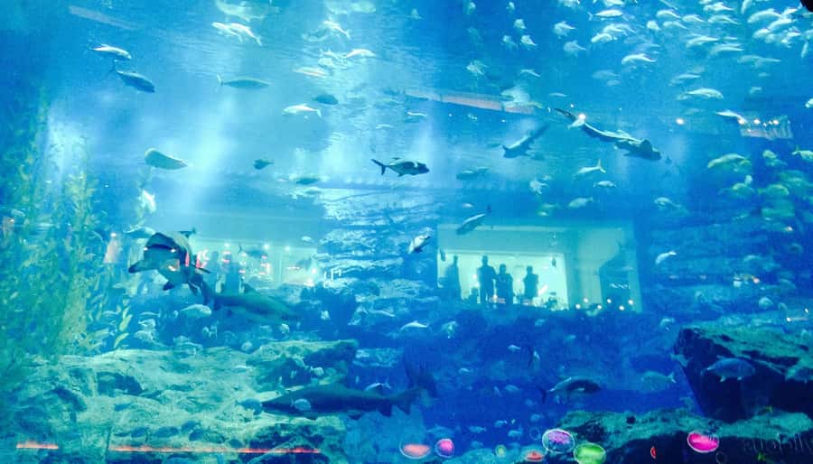 Dubai: Premium Half-Day Dubai Highlights Tour small group - Key things that make this tour worth your time