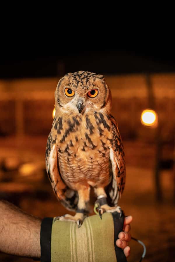 Dubai: Private Night Safari & Astronomy with 3-Course Dinner - Telescope stargazing and the Bedouin way of reading the sky