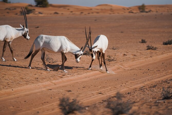 Dubai Red Dunes Safari: Dune Bashing, Camel Ride & Breakfast - Entering Dubai Desert Conservation Reserve, not just a roadside desert