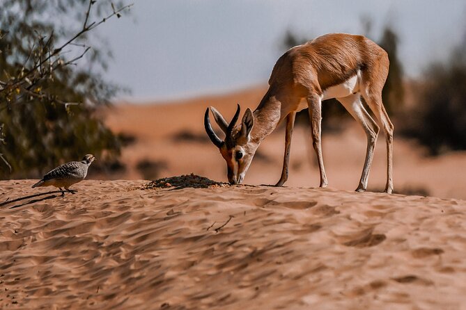 Dubai Red Dunes Safari: Dune Bashing, Camel Ride & Breakfast - Breakfast in the desert, and why the conservation piece is not fluff