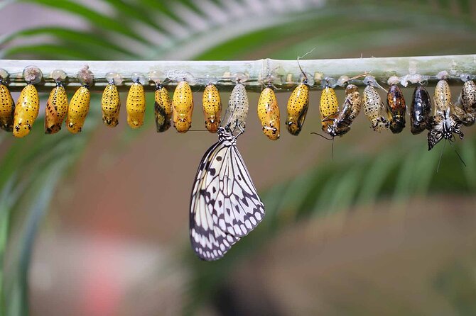 Dubai: Skip-The-Line Ticket to Butterfly Garden - Staff Helpers, Holding Butterflies, and the Safety Reality
