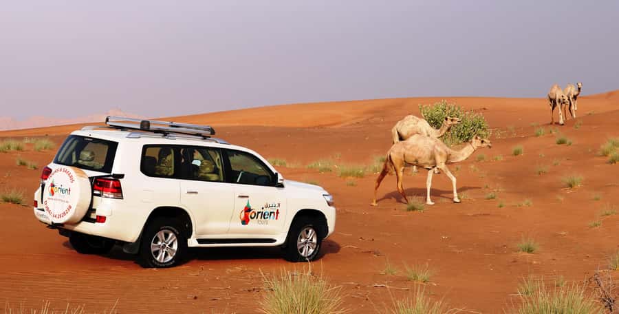 Dubai Sunrise Desert Camel Trek with Breakfast - Key highlights to watch for