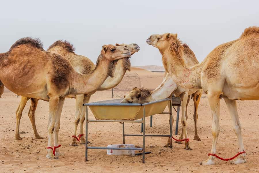 Dubai Sunrise Desert Camel Trek with Breakfast - How the 4:00 AM pickup shapes your whole morning
