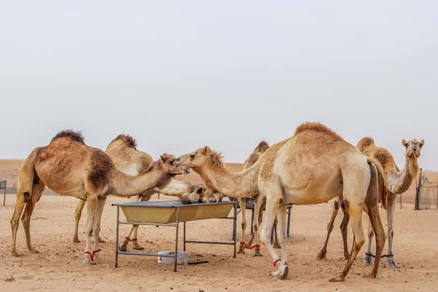 Dubai Sunrise Desert Camel Trek with Breakfast - What to wear in Dubai desert sand (and what safety actually requires)