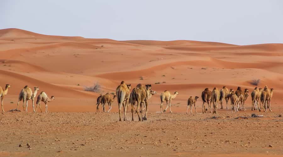 Dubai Sunrise Desert Camel Trek with Breakfast - The Dubai photo stop, and why it is worth not rushing