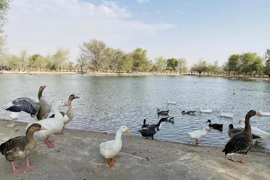 Dubai: Sunrise Desert Jeep Safari with Wildlife Experience - Breakfast in the Desert: What “Picnic Arabian Style” Means