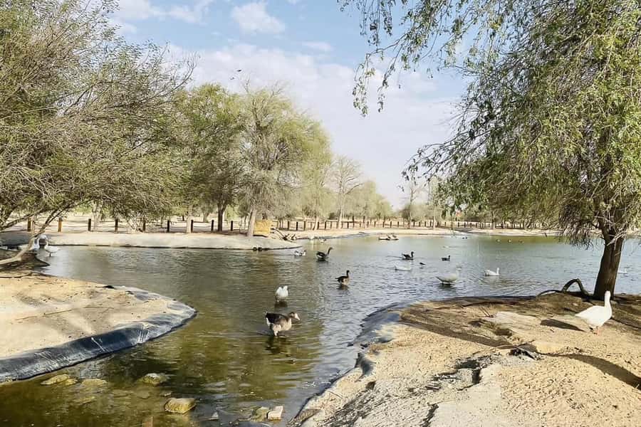Dubai: Sunrise Desert Jeep Safari with Wildlife Experience - Who This Sunrise Jeep Safari Suits Best (And Who Should Skip It)