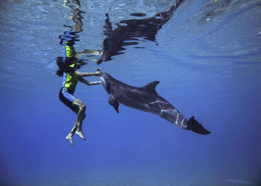 Dubai: Swim with Dolphins at Atlantis Waterpark - Key Highlights You’ll Actually Care About
