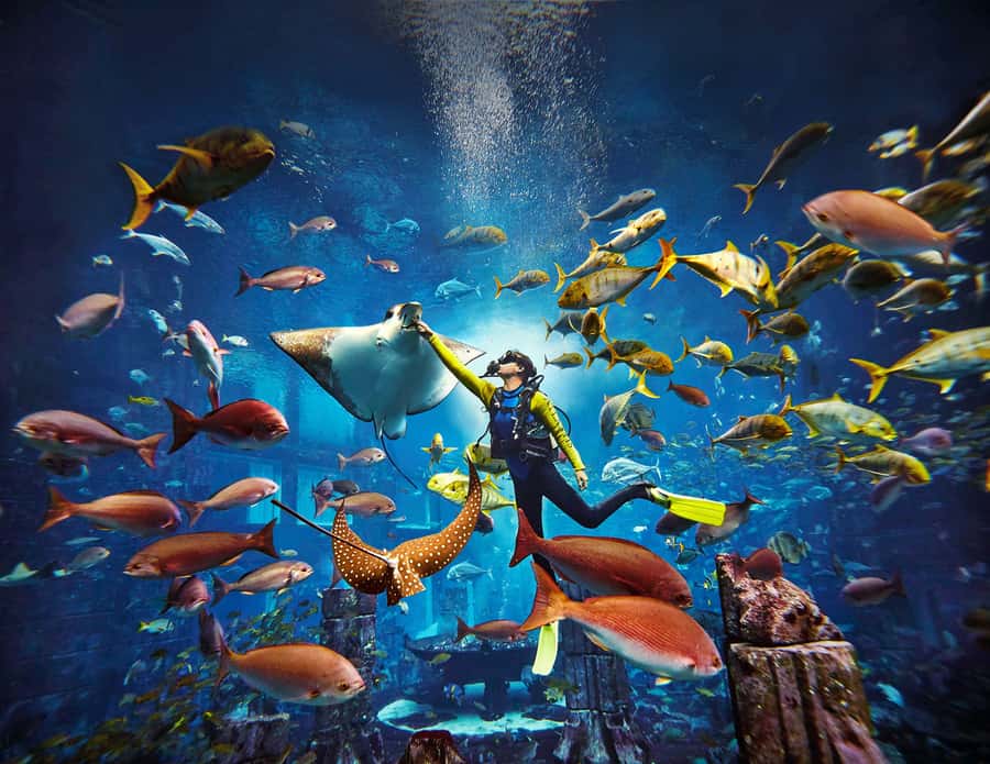 Dubai: The Lost Chambers Aquarium Atlantis Diving Experience - Key things to know before you go