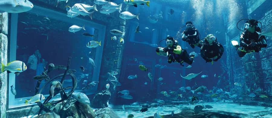 Dubai: The Lost Chambers Aquarium Atlantis Diving Experience - Arriving at Atlantis, then into the Lost Chambers routine