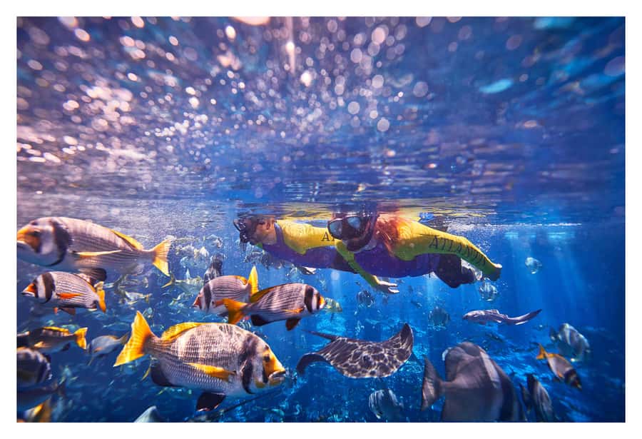 Dubai: The Lost Chambers Aquarium Snorkeling Experience - Key takeaways before you go