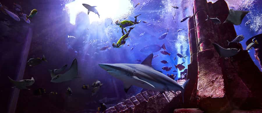 Dubai: The Lost Chambers Aquarium Snorkeling Experience - Snorkeling in the Ambassador Lagoon at Dubai’s Lost Chambers