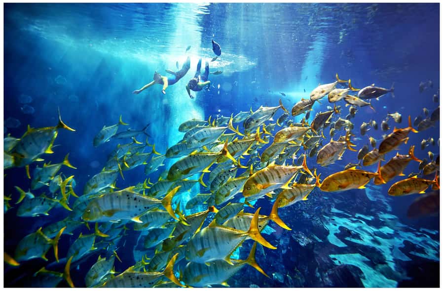 Dubai: The Lost Chambers Aquarium Snorkeling Experience - How the experience runs, from briefing to your time in the lagoon