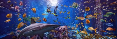 The Lost Chambers Aquarium Snorkeling Experience