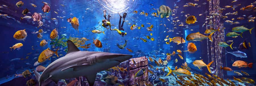 Dubai: The Lost Chambers Aquarium Snorkeling Experience - Price and what you actually get for $121