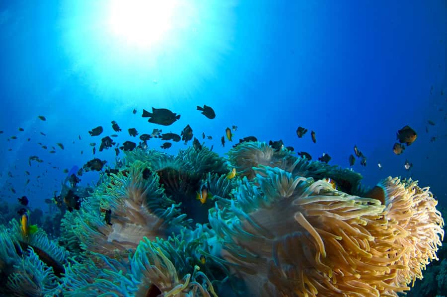 Dubai to Fujairah: First Scuba Diving + Transfer & BBQ - BBQ lunch by the sea, plus a real breather
