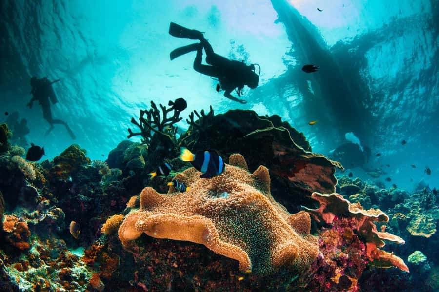 Dubai to Fujairah: First Scuba Diving + Transfer & BBQ - Price and value: what you get for about $163