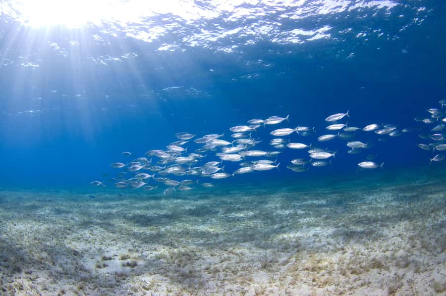 Dubai to Fujairah: First Scuba Diving + Transfer & BBQ - Who this is best for, and who should skip it