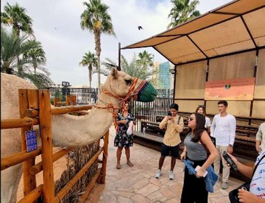 Dubai: Top Must-See Sights Tour with Burj Khalifa At The Top - Museum of the Future and Dubai Frame: photos plus perspective