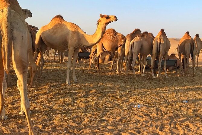 Evening Desert Safari Abu Dhabi with Hot BBQ Dinner - Camel farm visit and riding: a gentler break inside the action