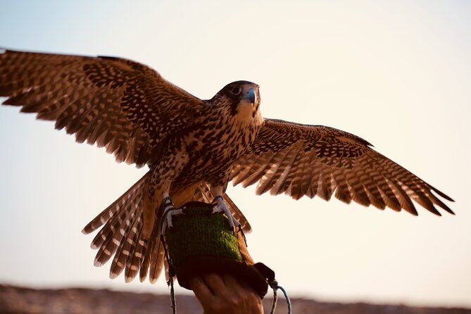 Evening Desert Safari Abu Dhabi with Hot BBQ Dinner - Stargazing on dark desert ground: the quiet ending that people forget