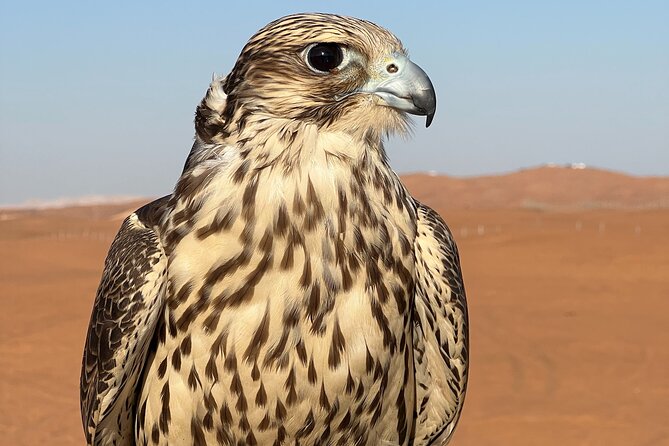 Evening Desert Safari Camel Ride Dinner Live Shows in Abu Dhabi - FAQ