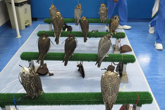 Falcon Hospital Tour - What the Half-Day Schedule Really Means for Your Day