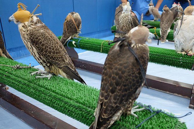 Falcon Hospital Tour Abu Dhabi - What happens in the first stop: Inside the Falcon Hospital