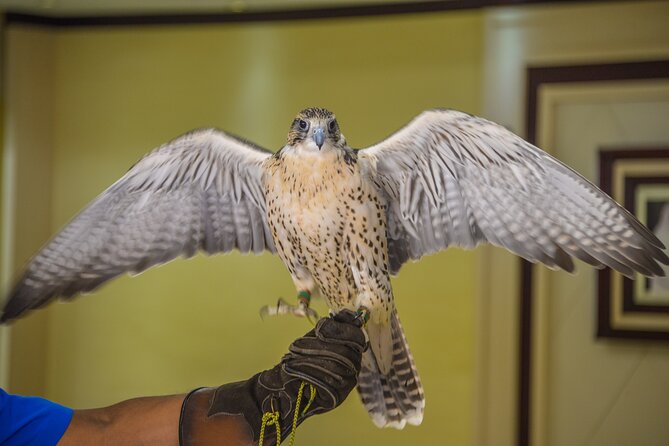 Falcon Hospital Tour Abu Dhabi - Price and value: what you actually get for $118.37