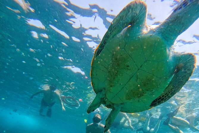 From Abu Dhabi: Snorkeling with Turtles in Fujairah with BBQ - Snoopy Island and Sharm Rocks: where the water time happens