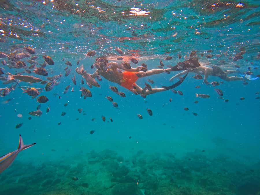 From Abu Dhabi: Snorkeling with Turtles in Fujairah with BBQ - Who this tour fits best (and who might want to rethink it)