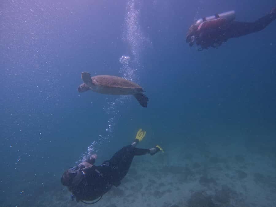 From Dubai: 2 Dives for Certified Divers with BBQ & Transfer - Pickup from Dubai (or Fujairah) and why that start time matters